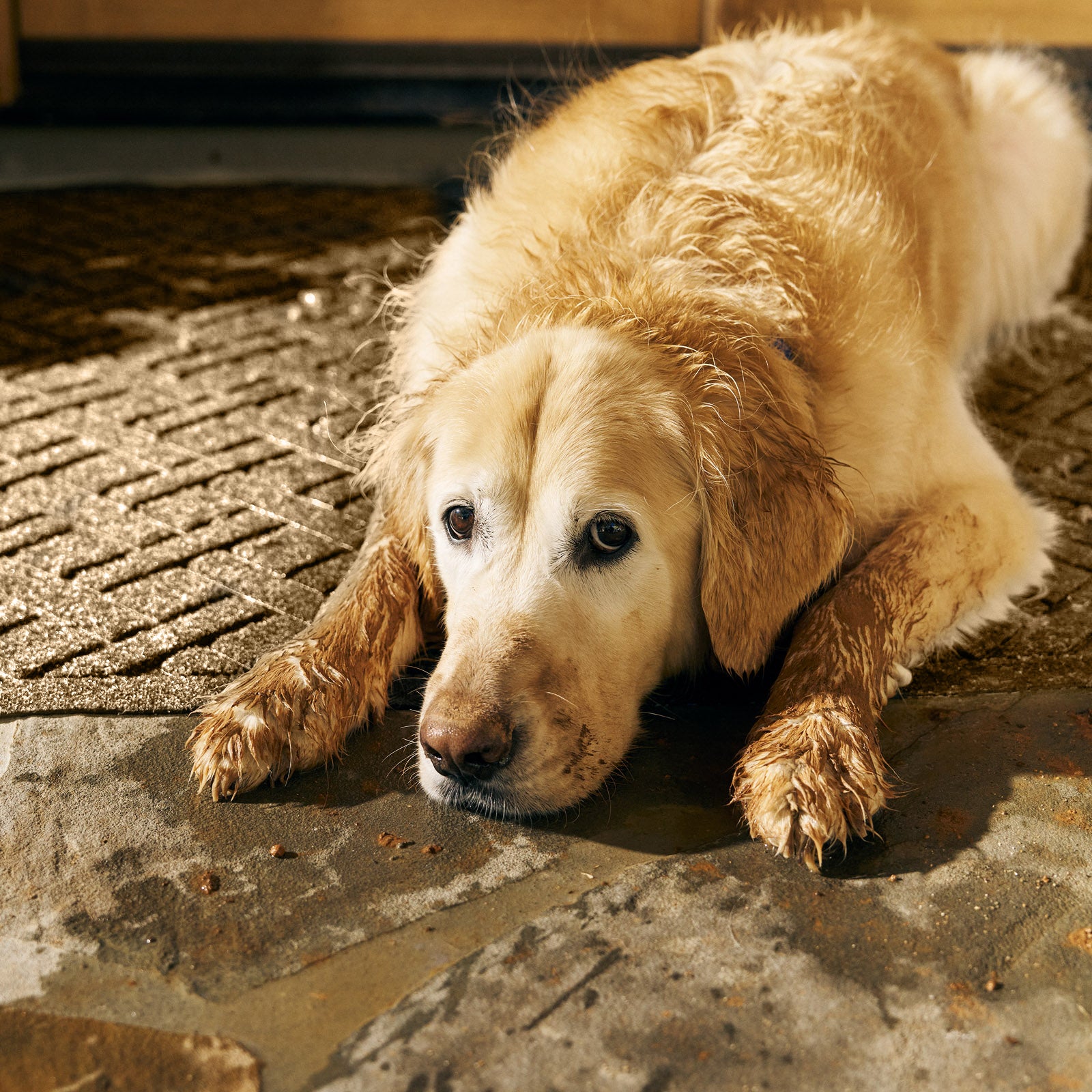 Waterhog® Doormat Lattice